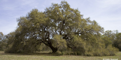 Sprawling Oak