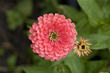 Flowers Galore Variety Pack