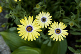 Flowers Galore Variety Pack
