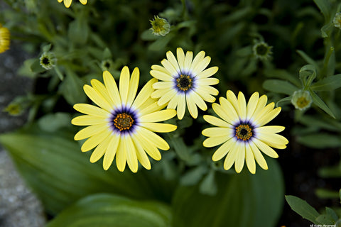 Flowers Galore Variety Pack
