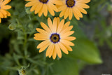 Flowers Galore Variety Pack