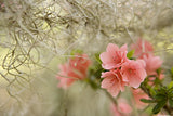 Flowers Galore Variety Pack