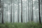 Enchanted Forest Note Card Collection