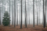 Enchanted Forest Note Card Collection