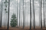 Enchanted Forest Note Card Collection
