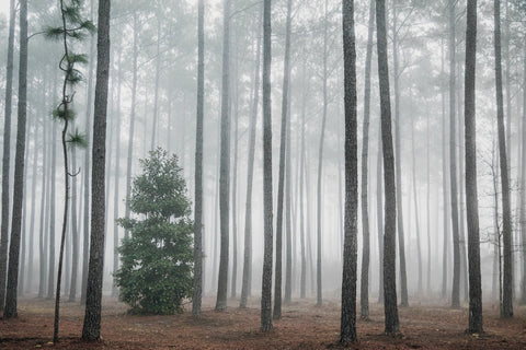 Enchanted Forest Note Card Collection