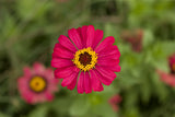 Flowers Galore Variety Pack