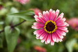 Pink Spice Note Card