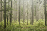 Enchanted Forest Note Card Collection