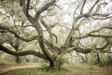 Wild Imaginings/Canopy Variety Pack