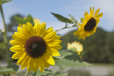 Sunflowers Galore  Variety Pack