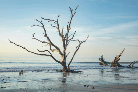 Botany Bay II Note Card