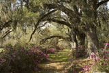 Magnolia Plantation Variety Pack