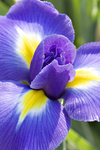 Blooming Iris Photographic Print