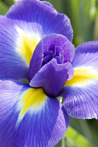 Blooming Iris/Flowers