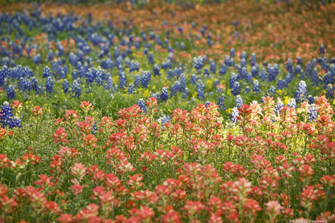 Texas Bluebonnet Variety Pack