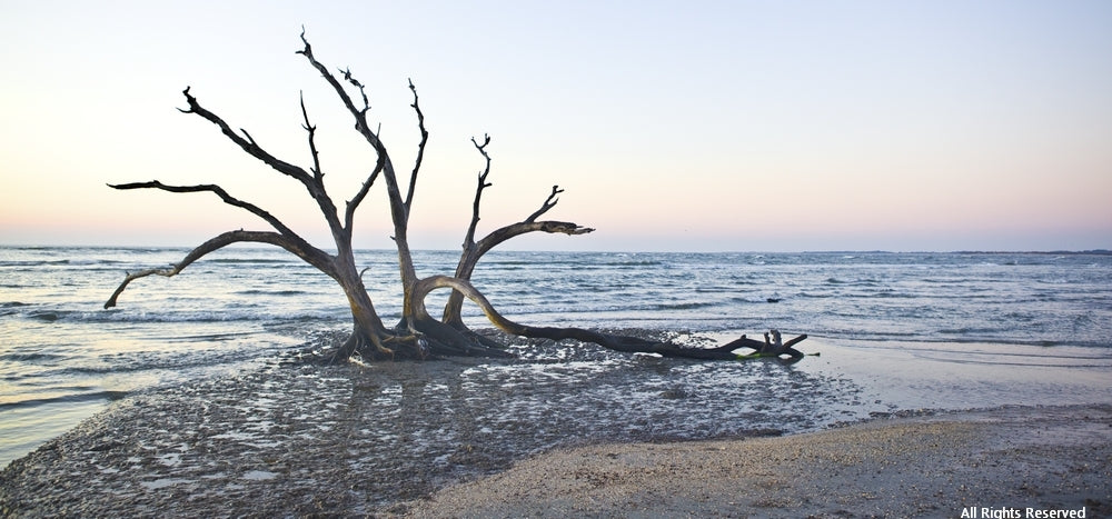 The  Dancing Trees I Photographic Print