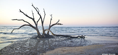 The  Dancing Trees I Photographic Print
