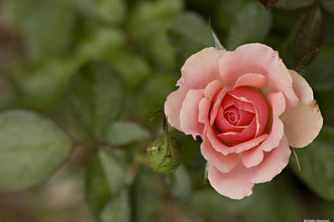 Annette Coral Rose Photographic Print