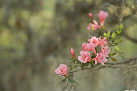 Baby Azaleas Photographic Print