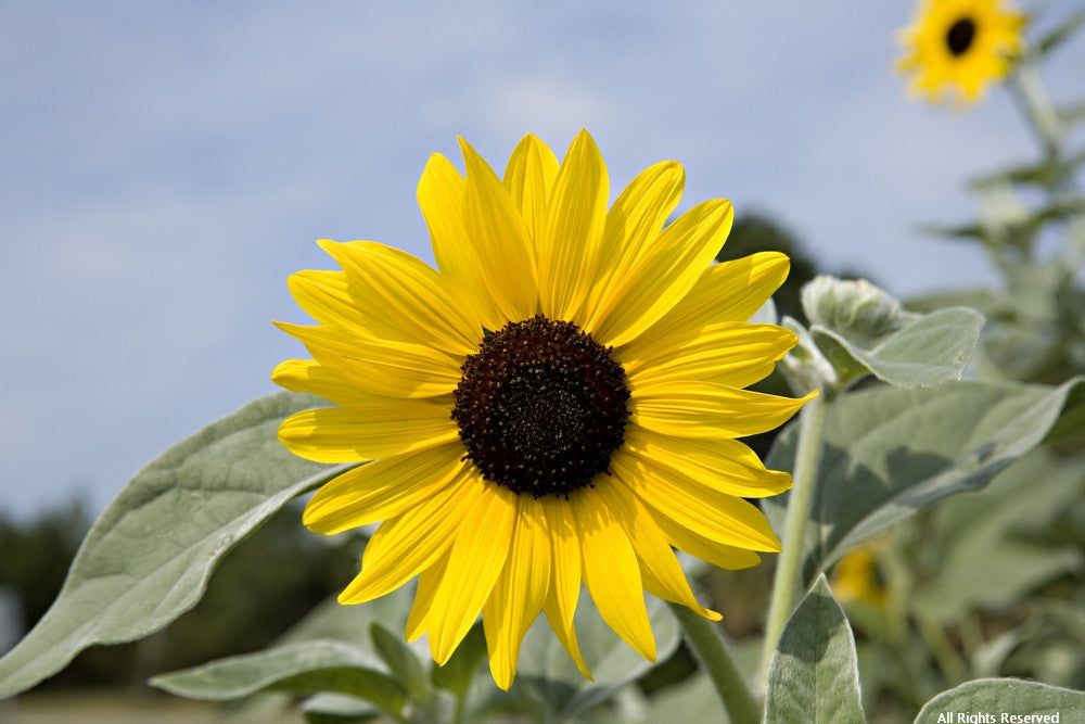 Rosebank Sunflower Note Card