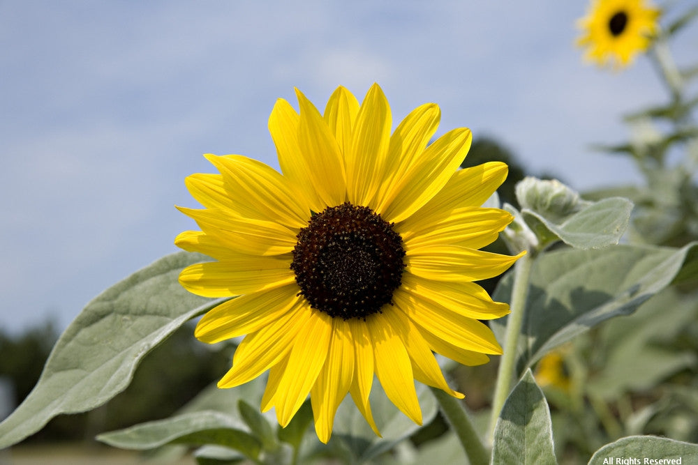 Rosebank Sunflower