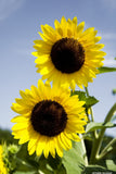 Sunflowers Galore  Variety Pack