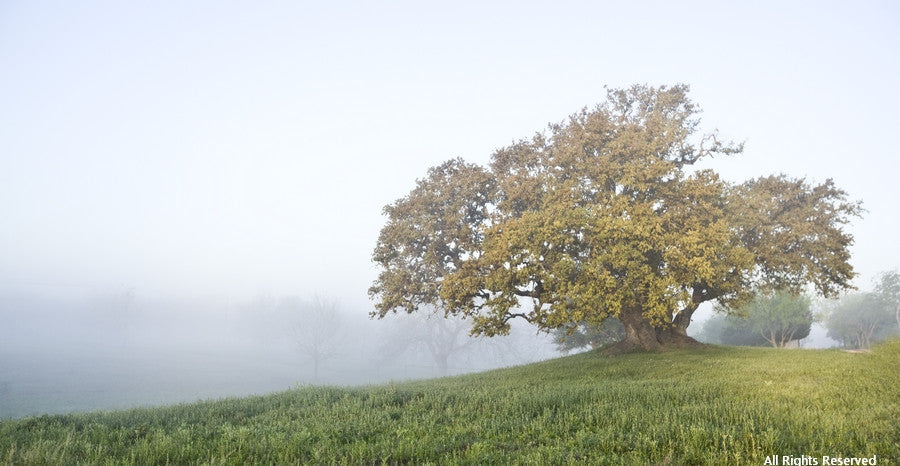 Foggy Oak Photographic Print
