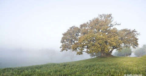 Foggy Oak Note Card