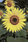 Sunflowers Galore  Variety Pack