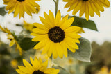 Sunflowers Galore  Variety Pack