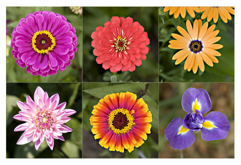 Rosebank Flowers
