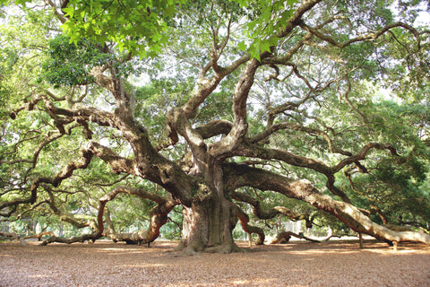 Great Oaks Variety Pack