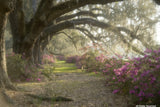 Magnolia Plantation Variety Pack