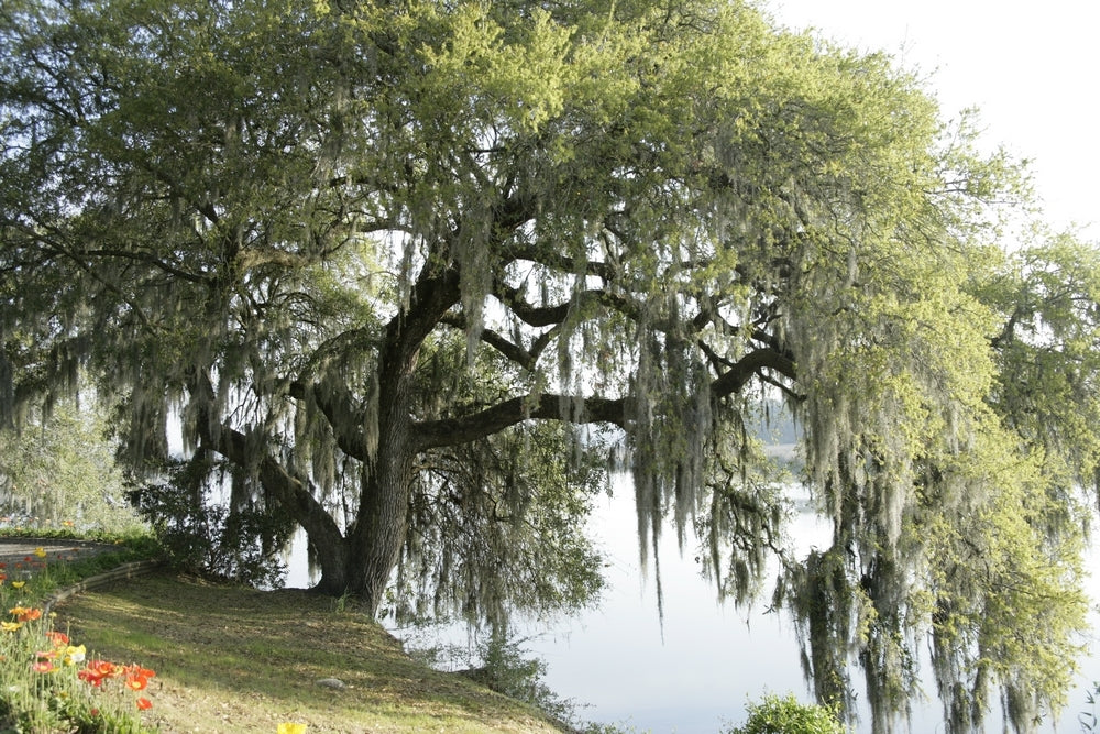 Reaching Oaks Photographic Print