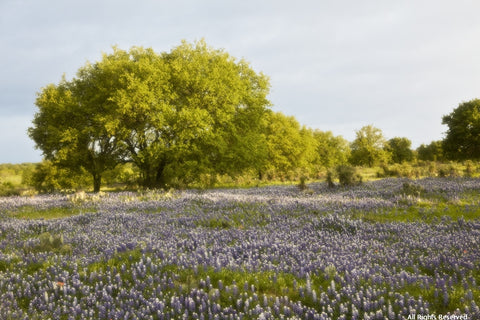 Bluebonnet Heaven Note Card