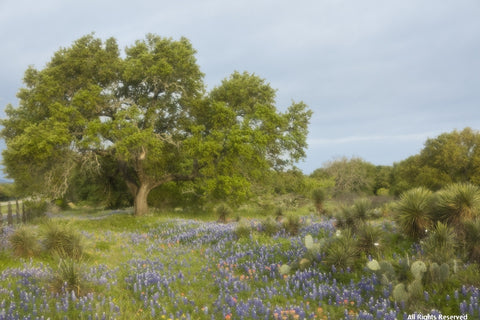 The Hill Country