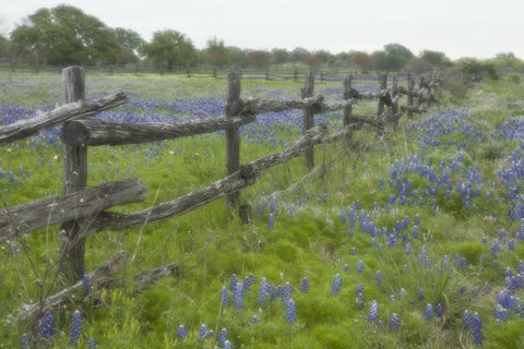 Bluebonnet Fences Note Card