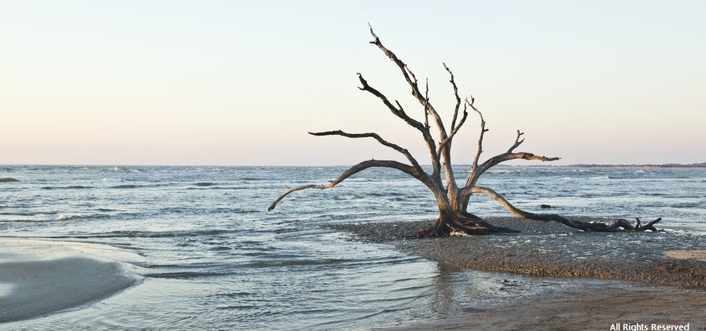 The Dancing Trees 2 Photographic Print