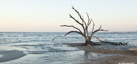 The Dancing Trees 2 Photographic Print
