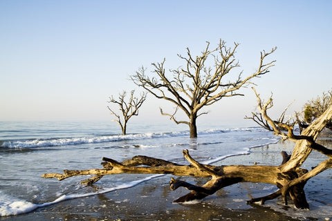 Botany Bay Note Card