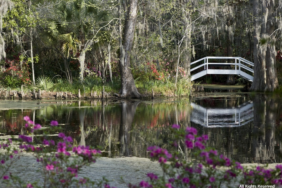 Magnolia Gardens Photographic Print