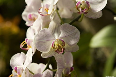 Chilcote Orchid/Flowers
