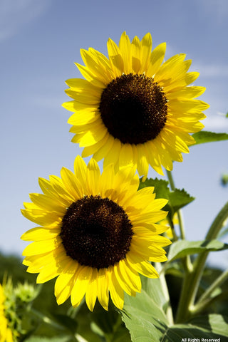 Double Sunflowers