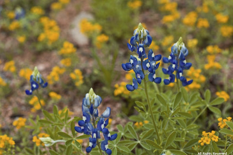 Bluebonnets Note Card