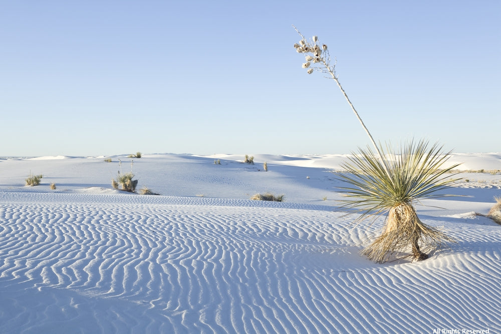 Yucca in the Sand