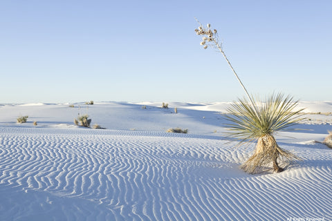 Yucca in the Sand Photographic Print