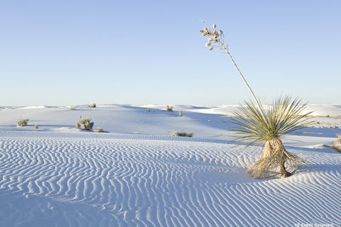 Yucca in the Sand