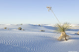 White Sands Variety Pack