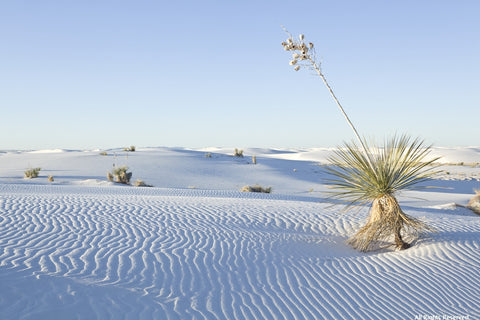 White Sands Variety Pack